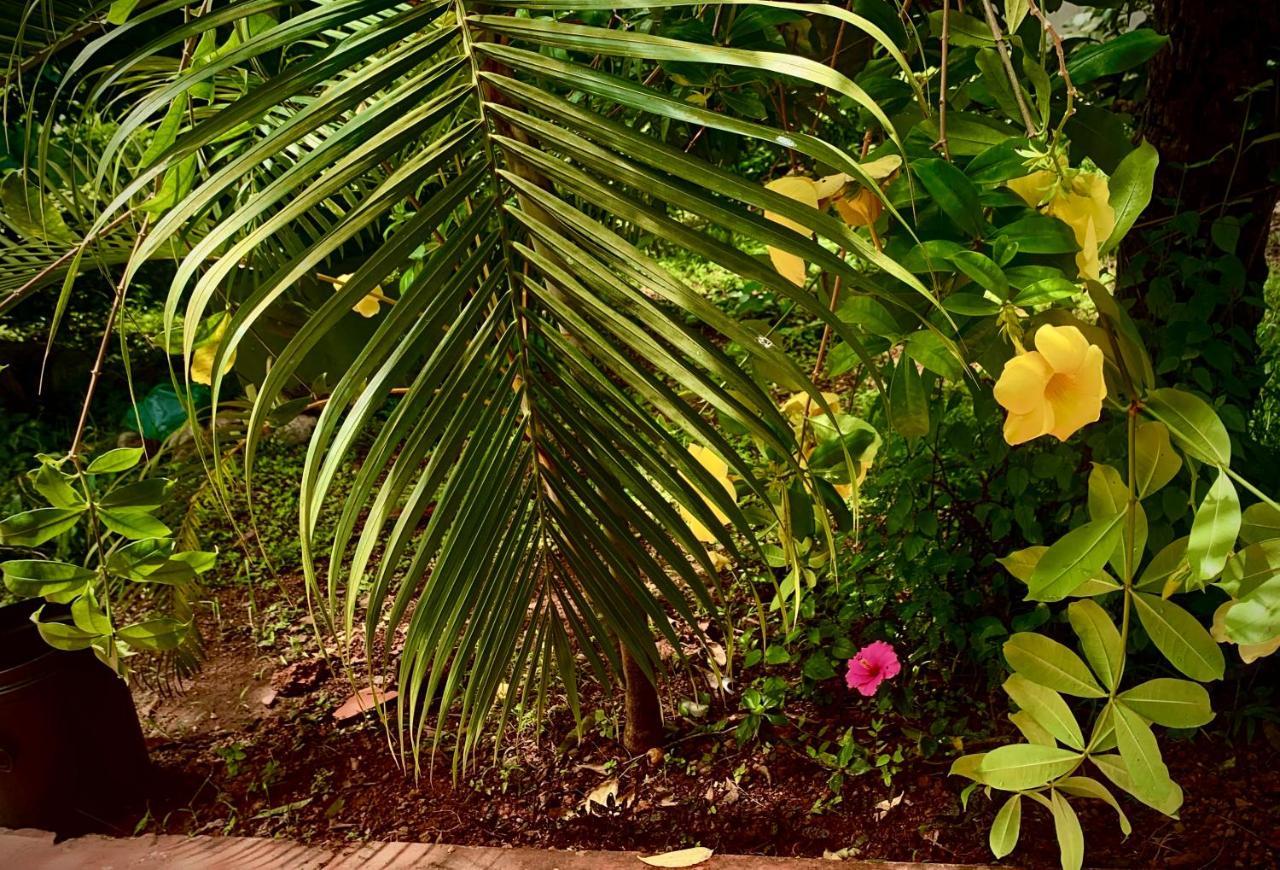 Stan-Inn, North Goa, Vagator, With Strong Wifi,Free Private Parking & Kitchen, Can Cook Where You Stay Kültér fotó